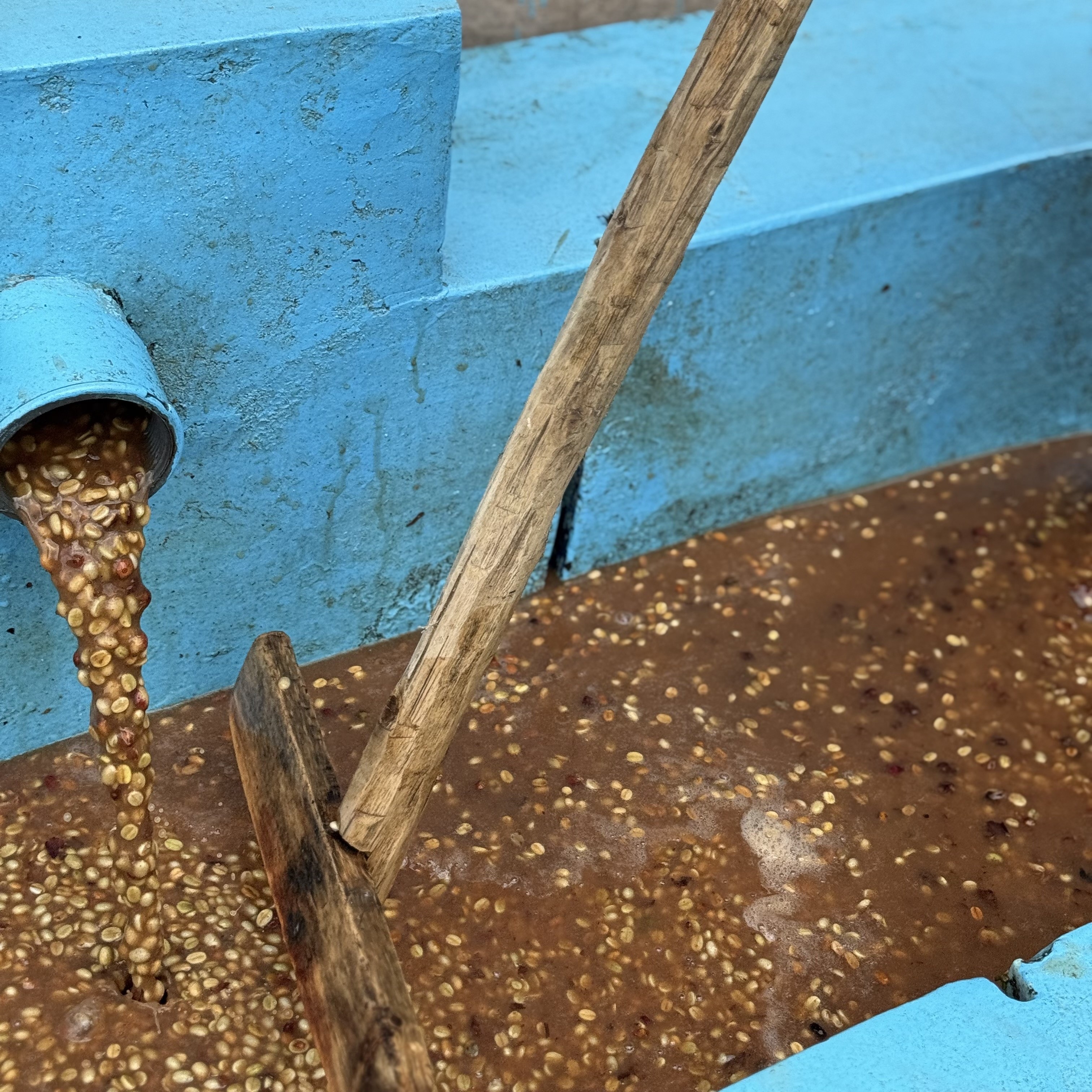Rwanda Kilimbi A1 Washed(24/25年クロップ) | ORIGIN COUNTRIES for